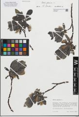 Foto von Salix glauca L.